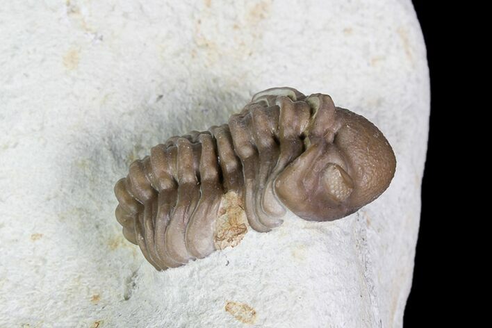 Bargain, Paciphacops Trilobite - Oklahoma #92750